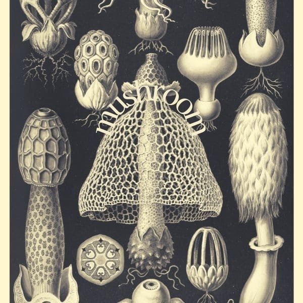 【食べるとキケン？】世界のいろいろなキノコたち。